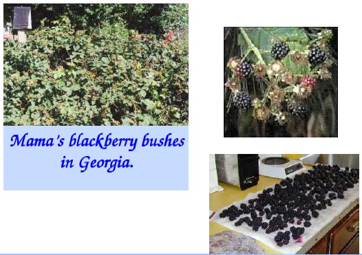 blackberry bushes of mama