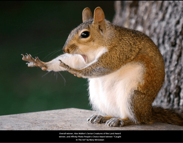 The Champion! ... 'Caught in the Act' by Mary McGowan