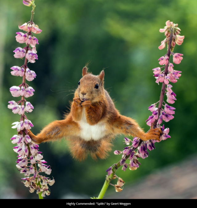 'Splits' by Geert Weggen