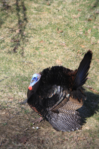 Wild Turkey tom (Meleagris gallopavo)