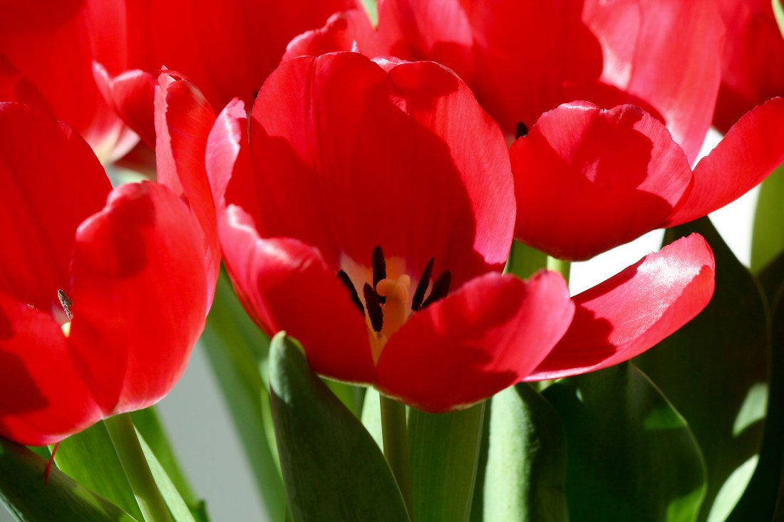 Red Tulip