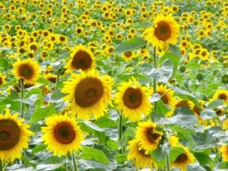 sunflower maze