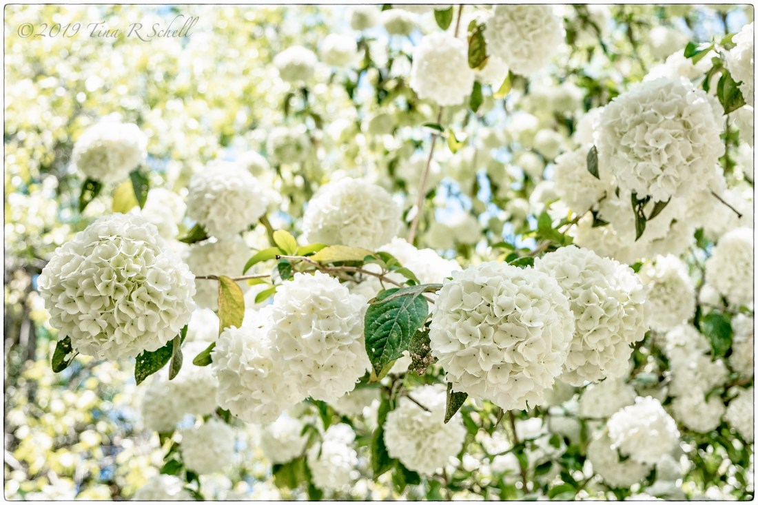 Many white hydrangeas