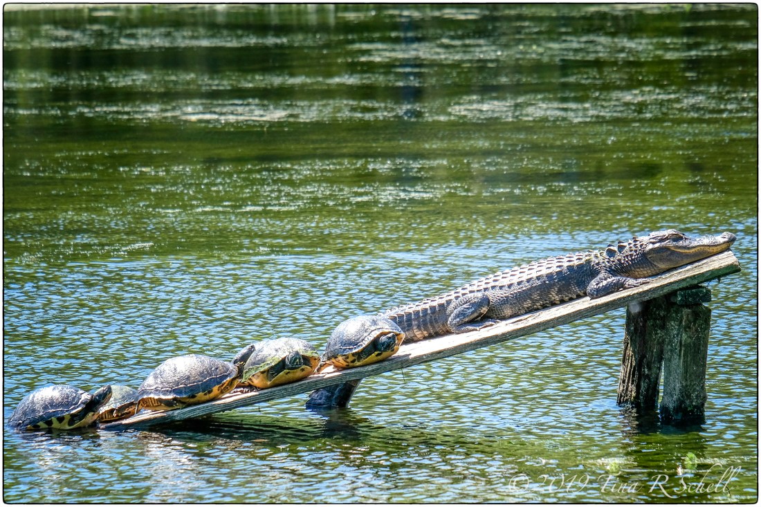 turtles, alligator sunning