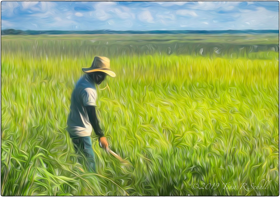 WORKMAN GROOMING MARSH GRASSES