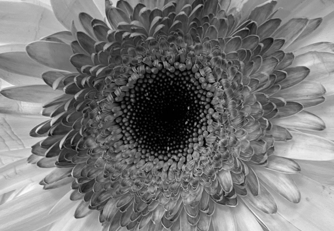 Daisy 5_1_1 bw