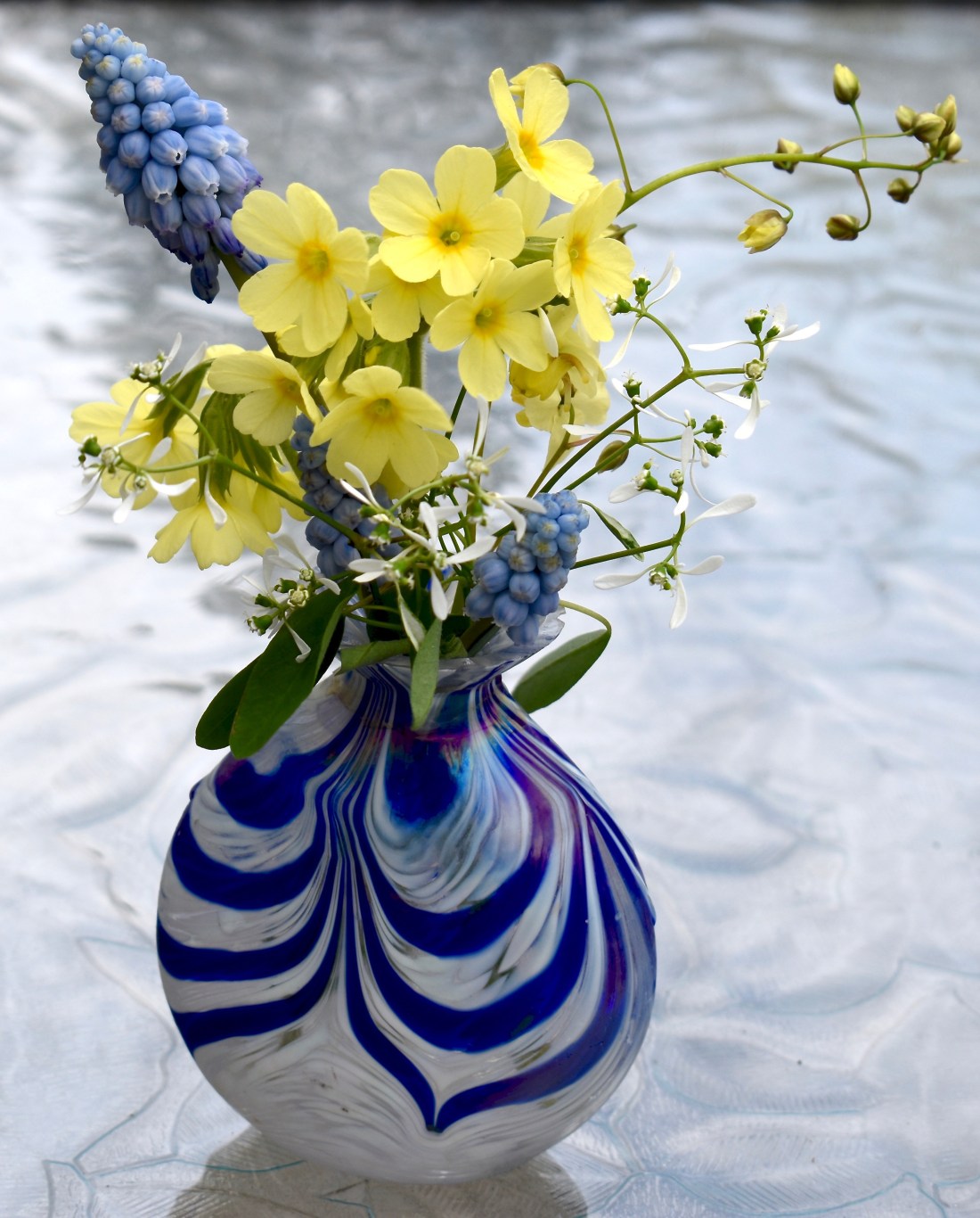 Primula, Muscari vase